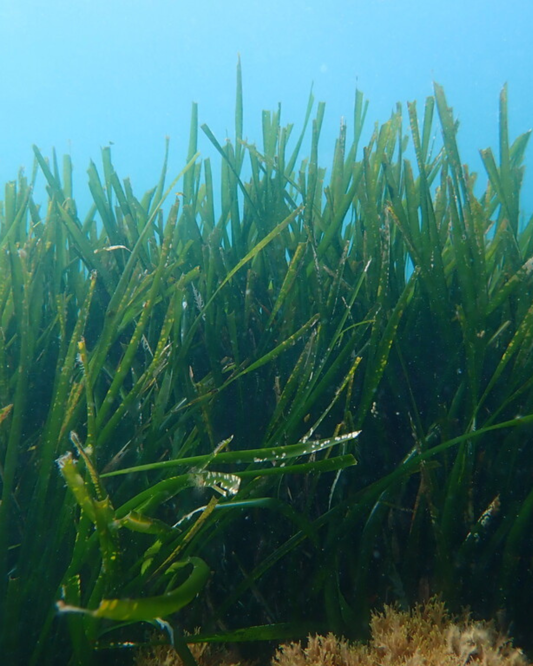 Underwater close-up of dense green seagrass swaying in clear blue ocean water.