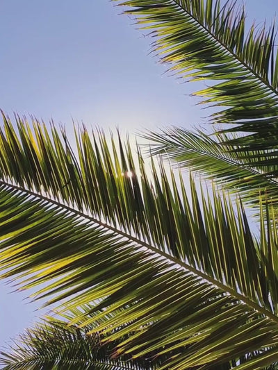 palm leaves with sun light coming through