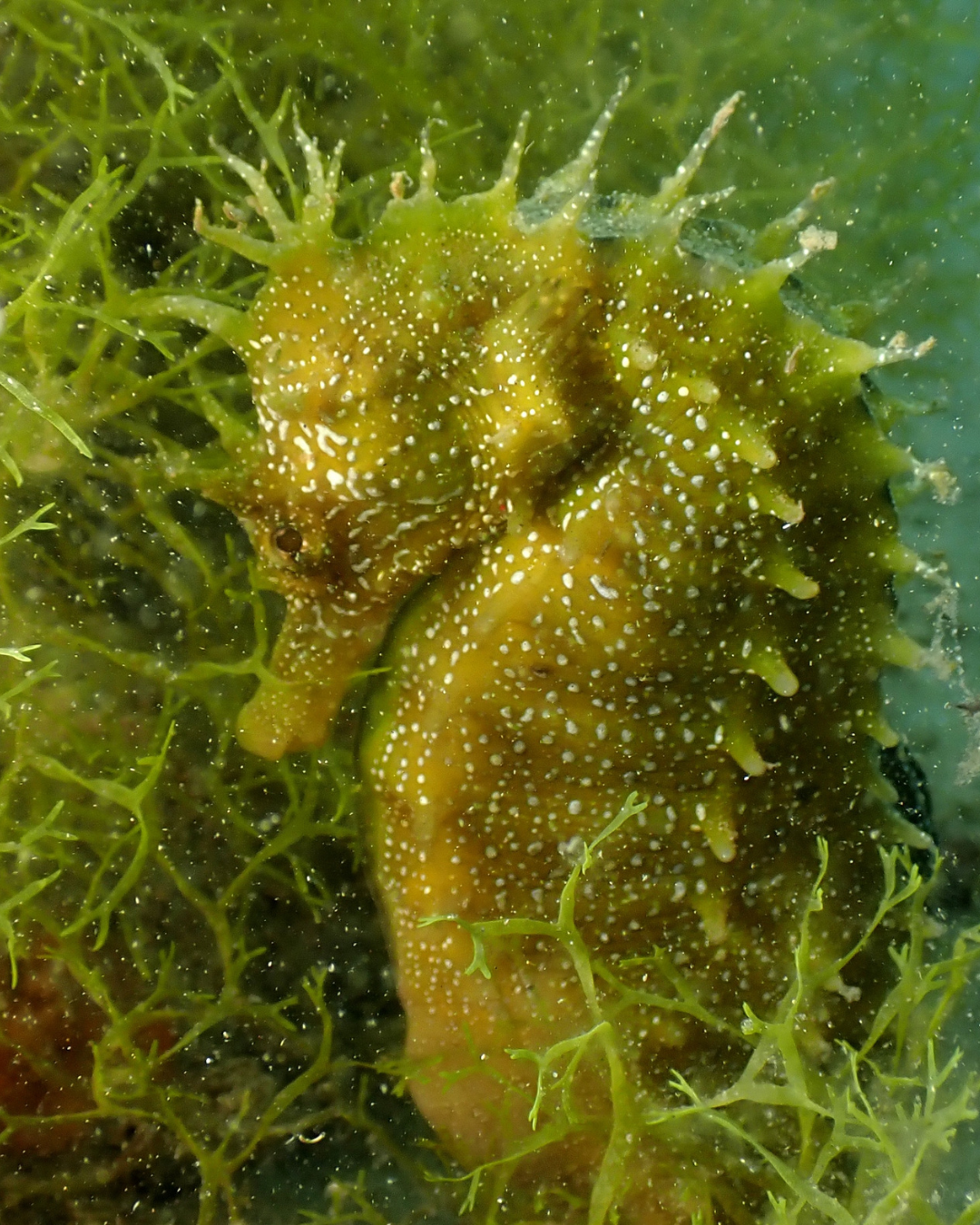A close-up underwater photograph of a yellow-green seahorse covered in small white spots, nestled among green seaweed.
