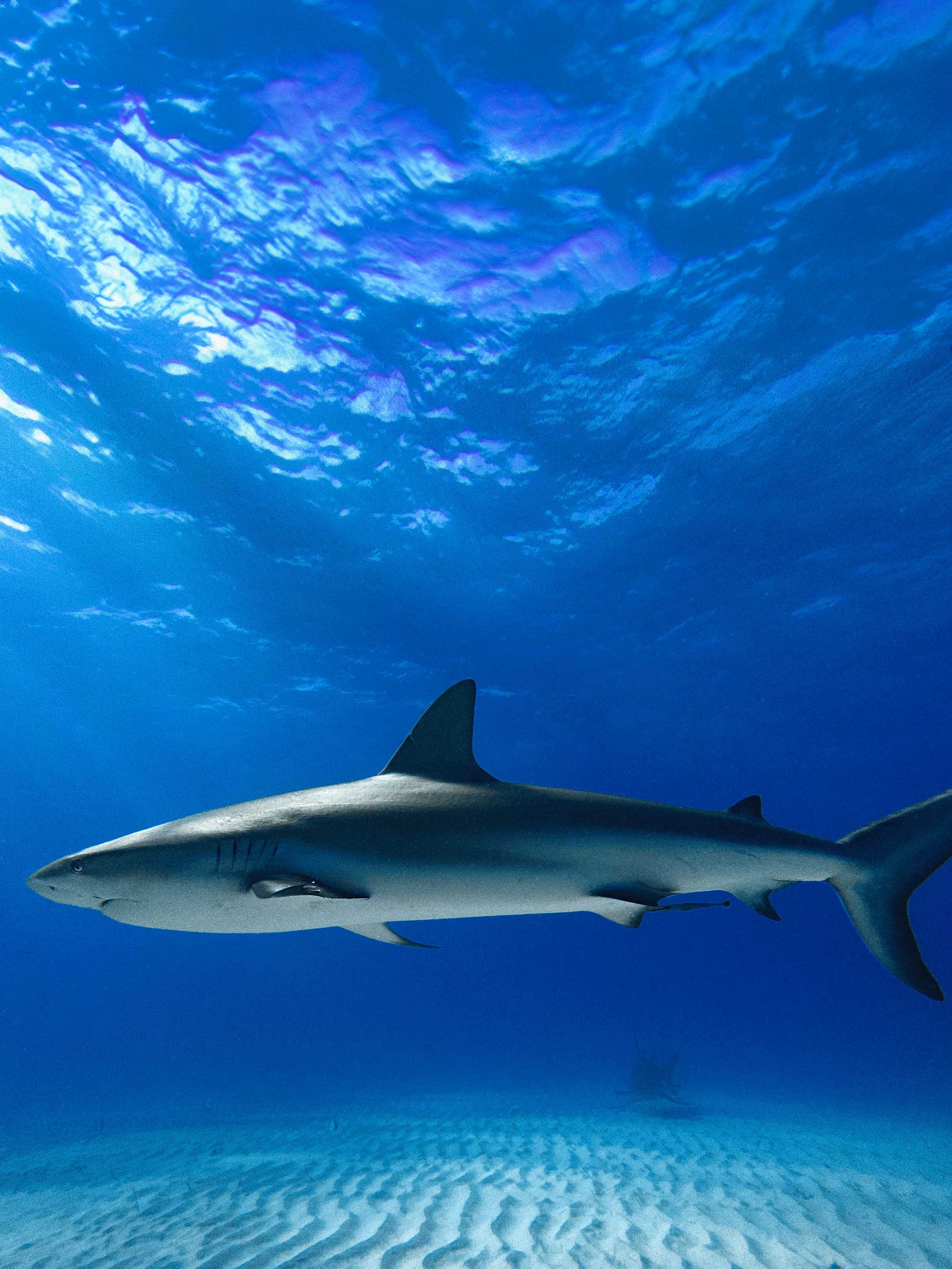 Shark swimming in clear blue water with sunlight filtering through
