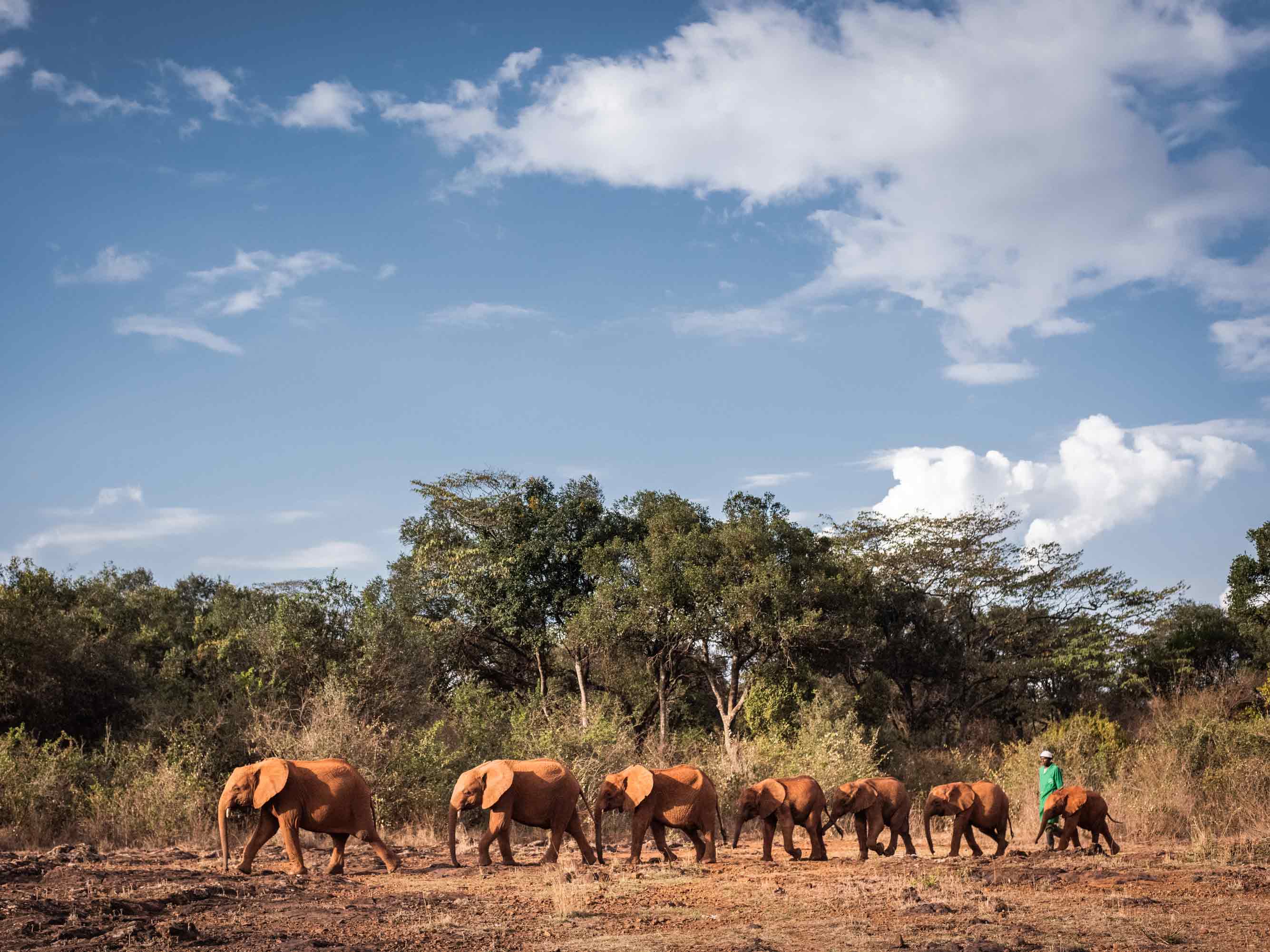 Sheldrick Wildlife Trust elephant herd