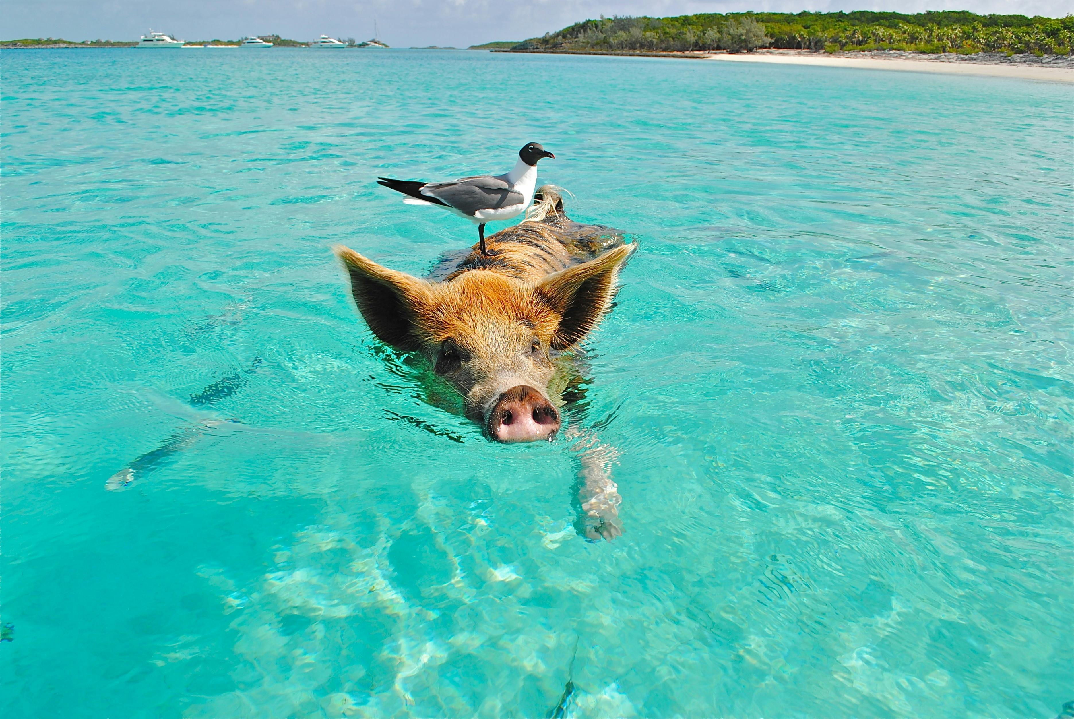 Pig swimming in clear blue water in the bahamas with a seagull in the background