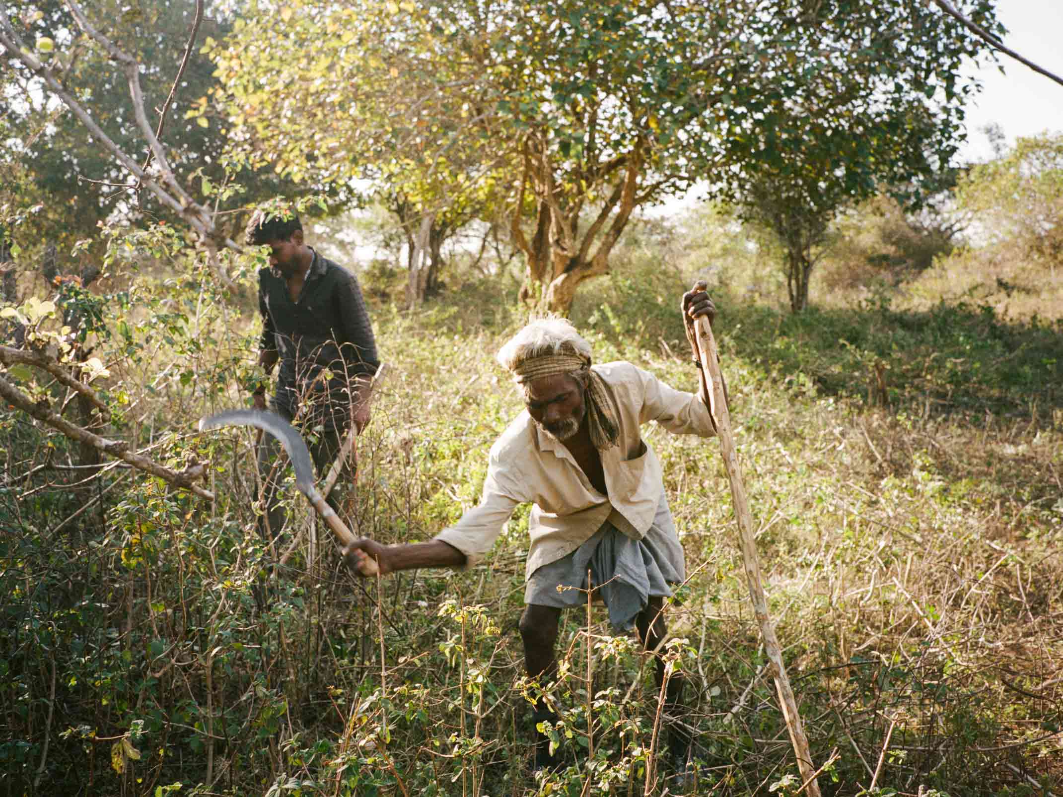 the great elephant migration artists