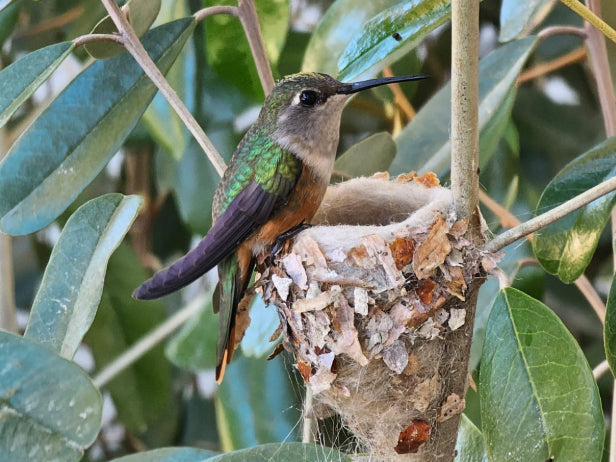Hummingbird tending to a nest in a leafy green environment