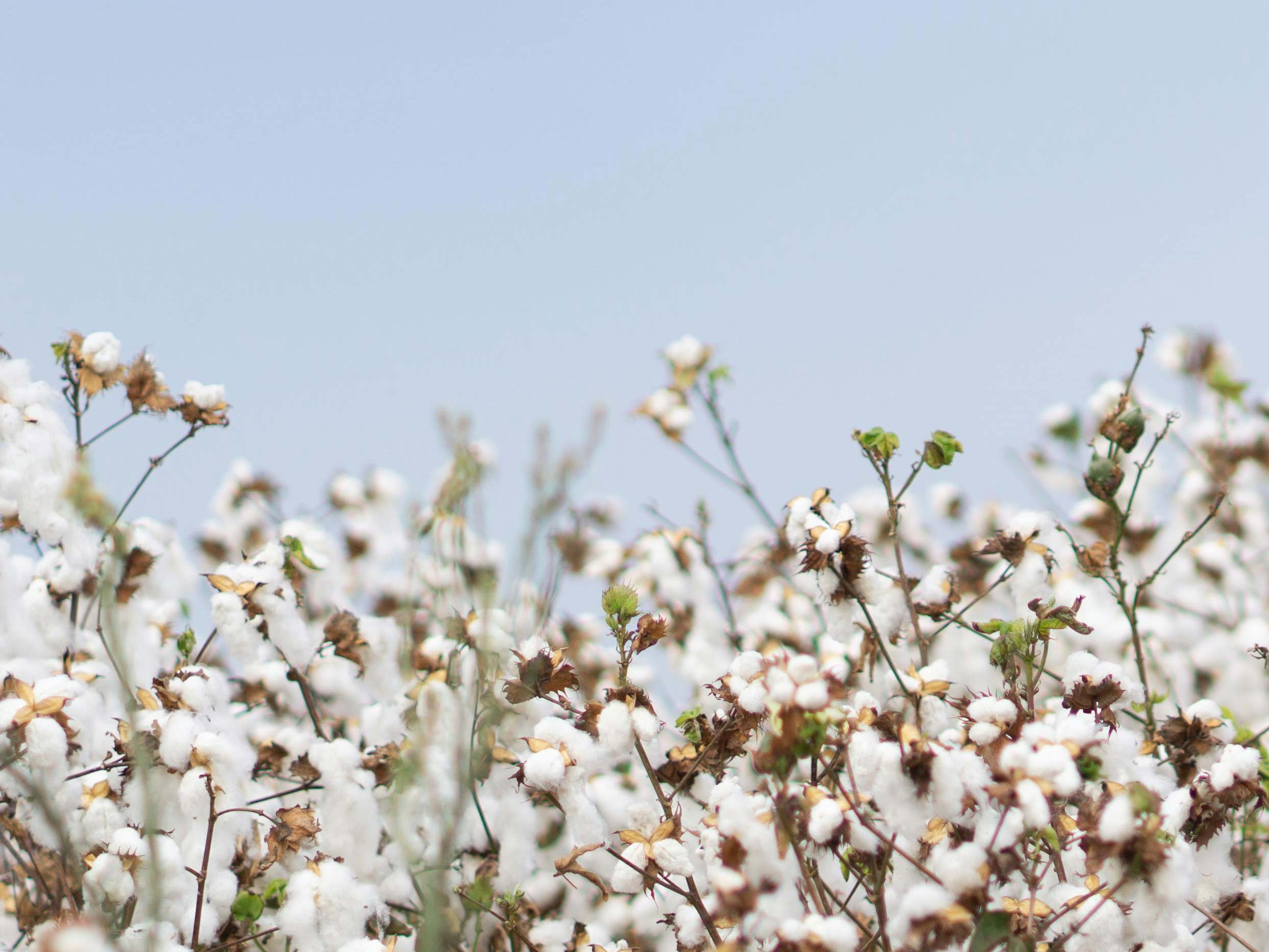 wild cotton field